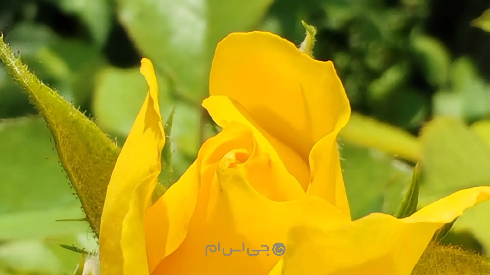 Honor-200-Macro-Cam.jpg