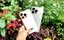 Apple-iphone-16-pro-16-pro-max-gsm-ir