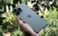 Apple-iphone-16-pro-max-gsm-ir