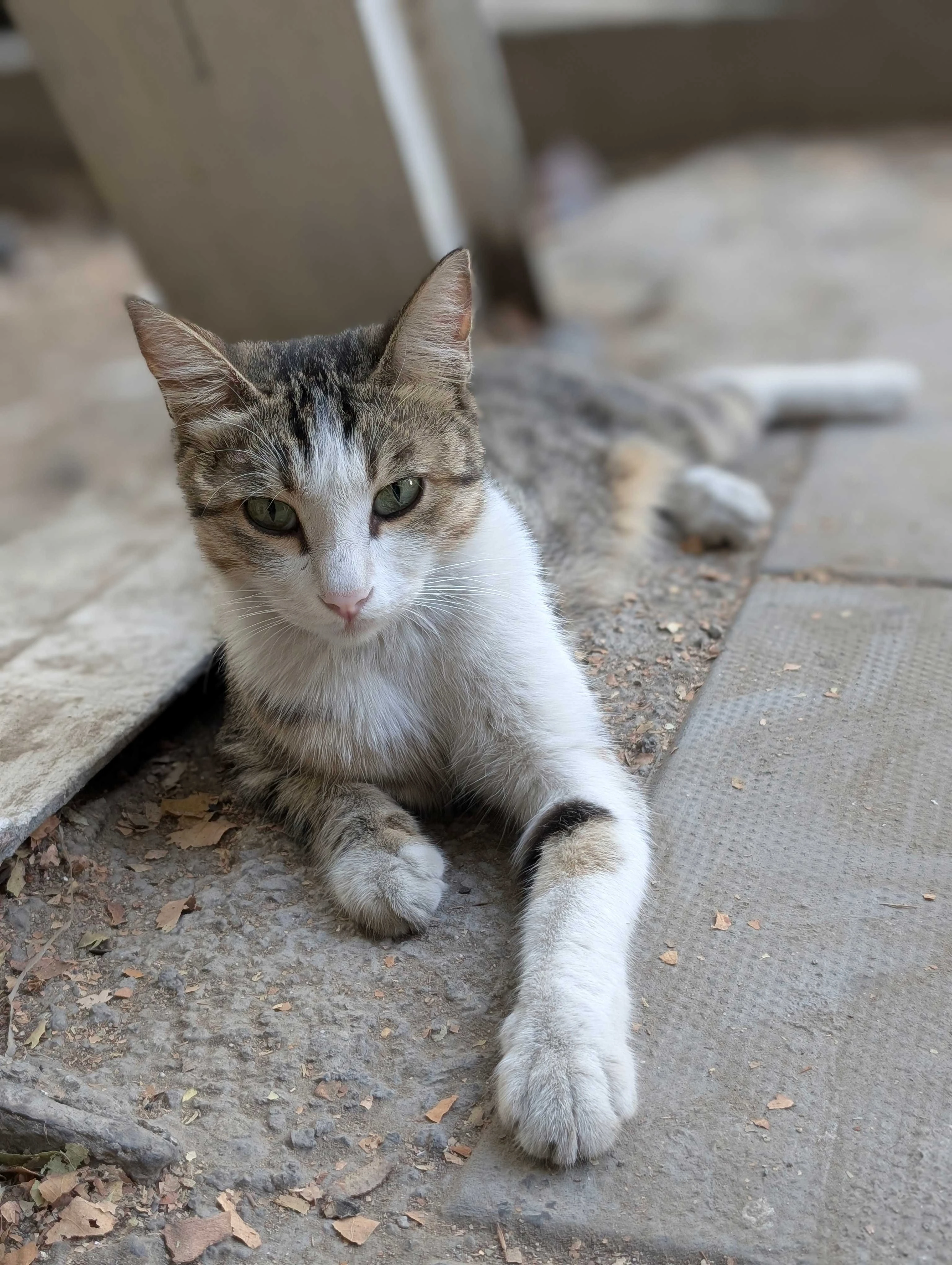 خرید مشخصات گوشی پیکسل ۹